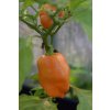 Chilli sazenice Habanero Orange 1ks