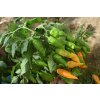 Chilli sazenice Bhut Jolokia Peach 1ks