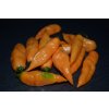 Chilli sazenice Bhut Jolokia Peach 1ks  800 000 - 1 000 000 SHU