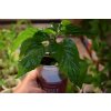 Chilli sazenice Bhut Jolokia Peach 1ks  800 000 - 1 000 000 SHU