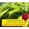 Chilli sazenice Carolina Reaper 1ks  Jedna z nejpálivějších chilli na světě, fakt výzva! 2 200 000 SHU