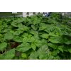 Chilli sazenice Bhut Jolokia Chocolate 1ks  1 000 000 SHU