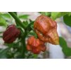 Chilli sazenice Bhut Jolokia Chocolate 1ks  1 000 000 SHU