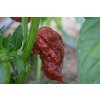 Chilli sazenice Bhut Jolokia Chocolate 1ks  1 000 000 SHU