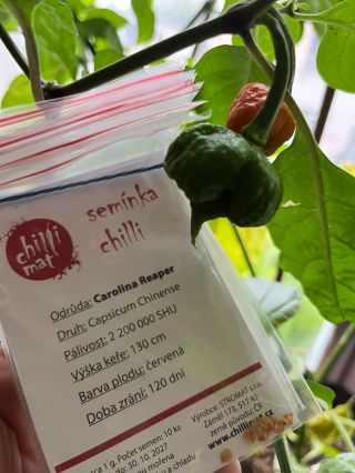Jakou chilli odrůdu vysadíte jako první? 🌶️ Leden je ideální čas na výsev těch nejpálivějších. V létě se odmění bohatou...