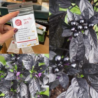 Black Pearl patří mezi nejhezčí okrasné chilli 🌶️ Temně fialové až černé listy doplňují kulaté plody, které během zrání...