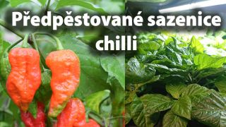 SPUSTILI JSME ODESÍLÁNÍ REZERVOVANÝCH SAZENIC! Od ledna opečovávané sazenice právě začínají putovat k vám 🌱📦 Máme...