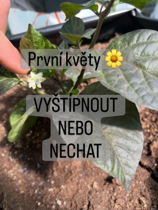 Zlomový moment u chilli není hnojení ani přesazení… často je to první květ. 🌶️ Možná jste to už zažili: rostlinka je ještě...