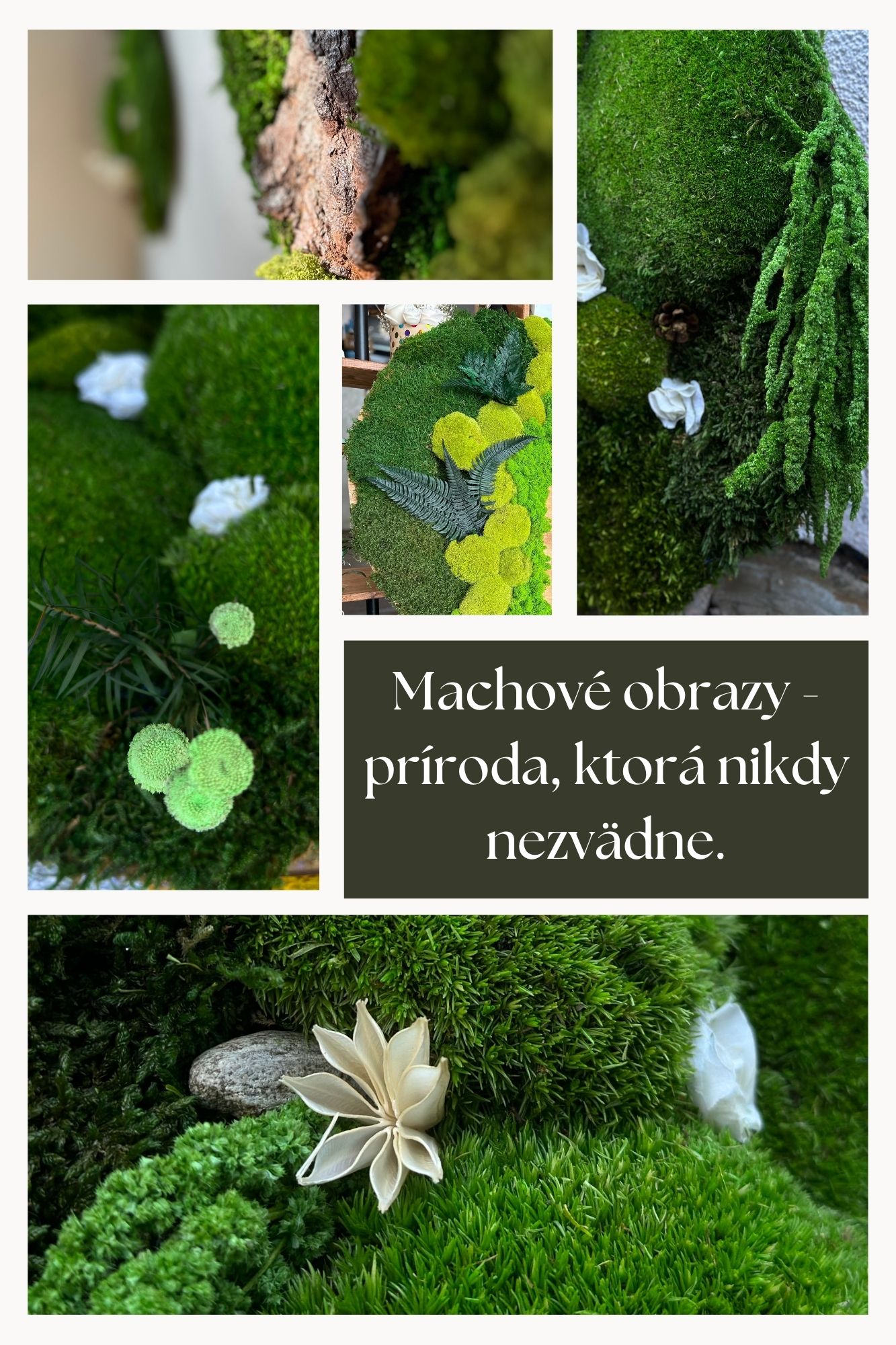 Machové obrazy