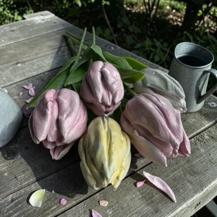Trvácny tulipán
