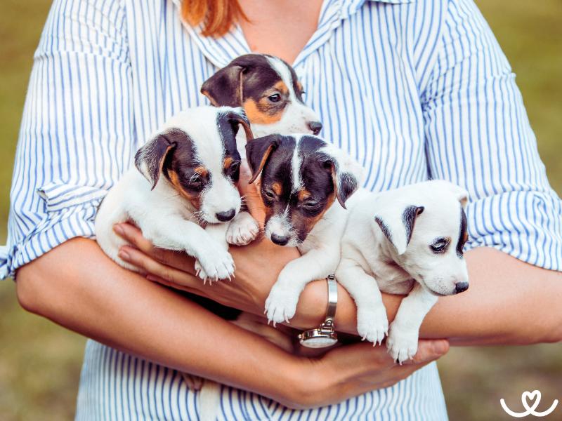 Jak vybrat ideální psí plemeno pro vás