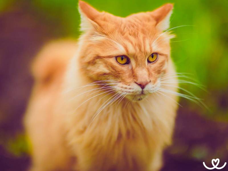 Kurilský bobtail je chytrá kočka s krátkým ocáskem