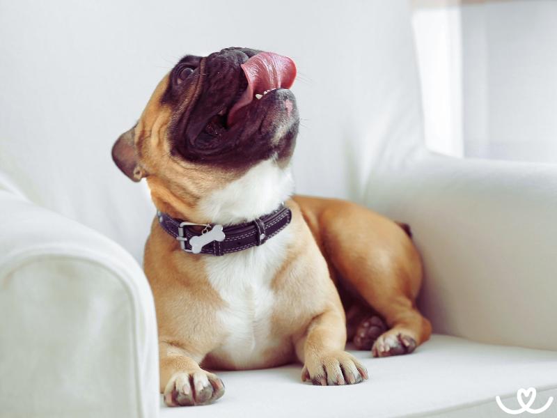 Psí plemena, co milují gauč a povalování