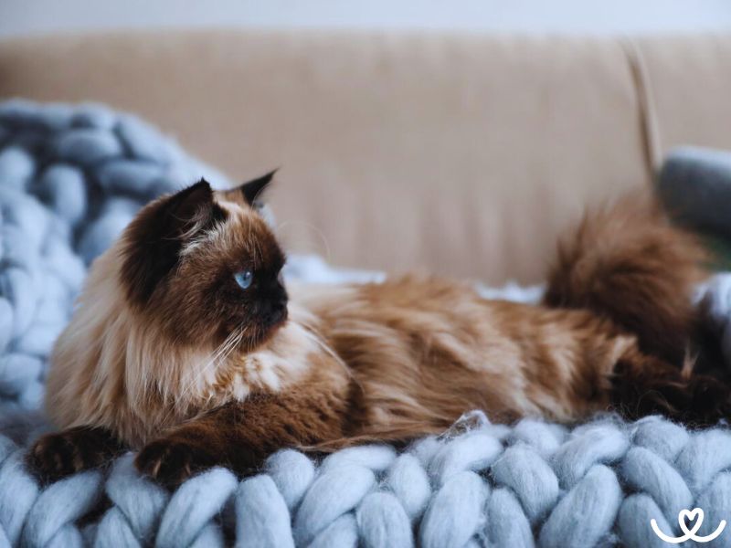 Balinéská kočka kráčí jako exotická tanečnice