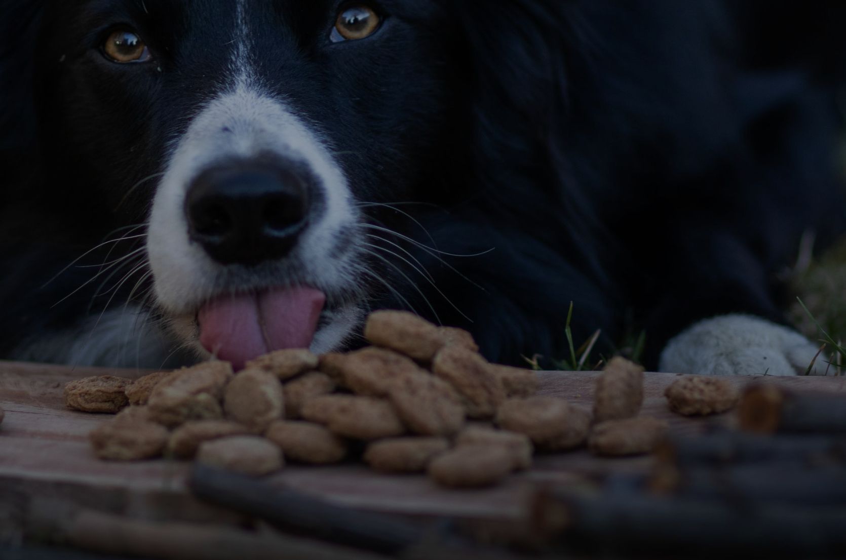 Můj první BARF a pamlsky na zkoušku