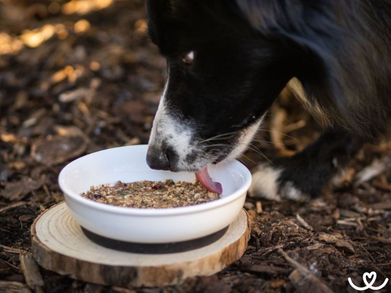 Nevíte, jak bude vašemu psovi chutnat BARF? Máme vzorky na vyzkoušení!