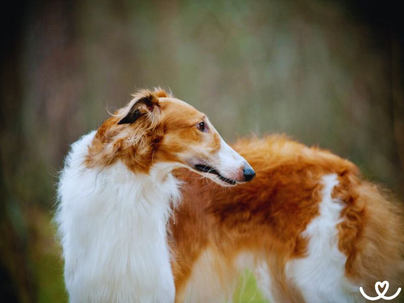 Barzoj je psí aristokrat vzhledem i chováním