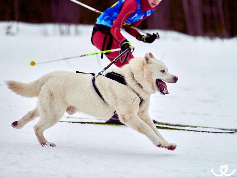 Skijoring: Jak vyrazit na běžky se psem
