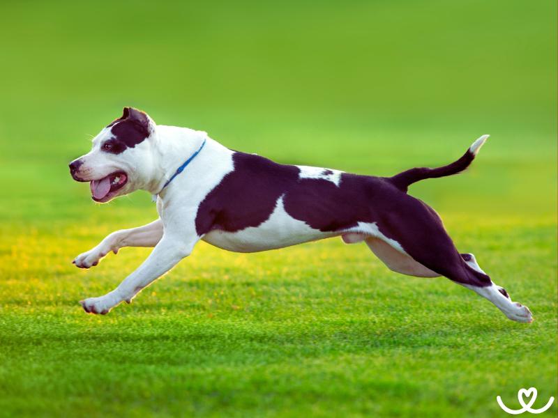 Bull sporty nejsou jen o síle psa, ale i vášni