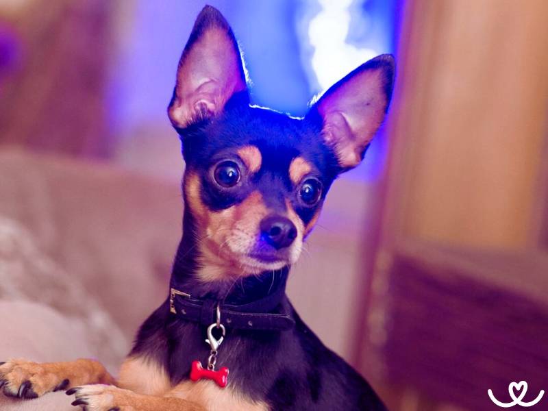 Česká a slovenská psí plemena, která musíte znát