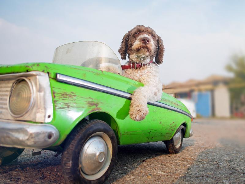 Jak na bezpečné cestování autem se psem