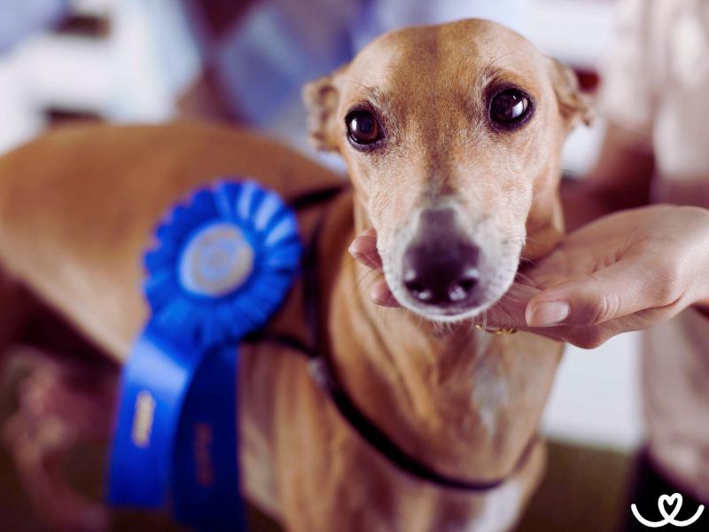 Chovatelské psí kluby: Proč existují a k čemu jsou dobré