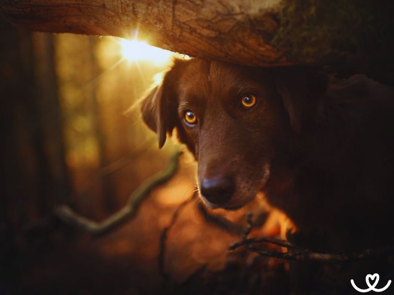 Co dělat, když se vám ztratí pes?