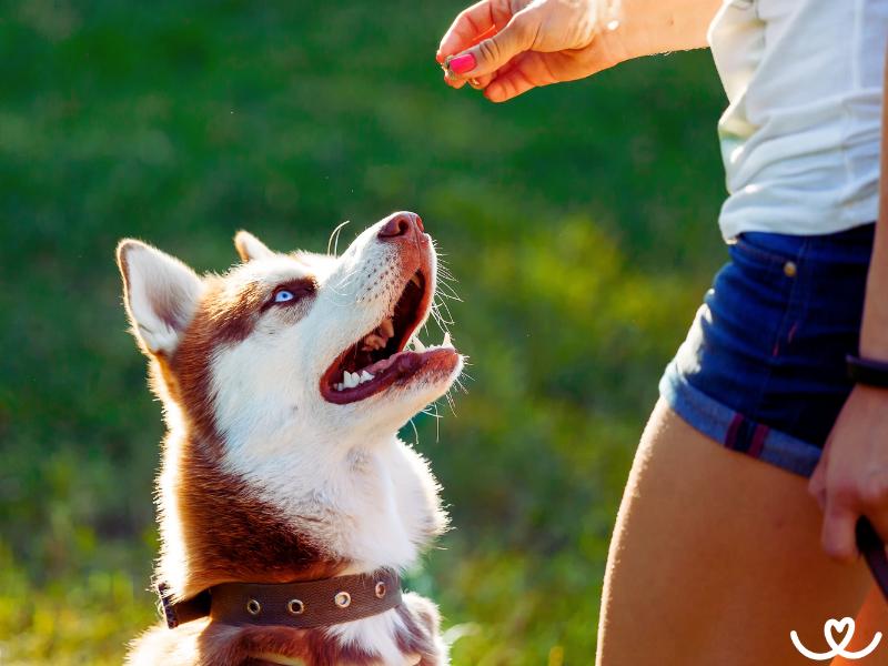 Co to je obedience a jak ji psa naučit