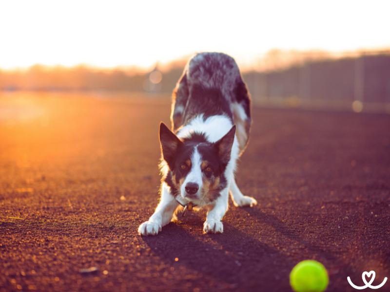 Co je pozitivní výcvik psa a jak na něj