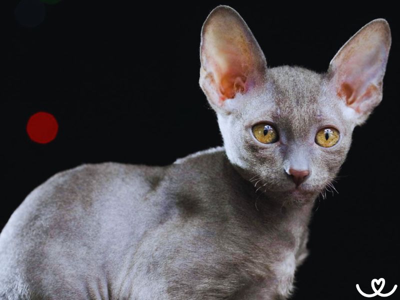 Cornish rex je kočka s ušima netopýra