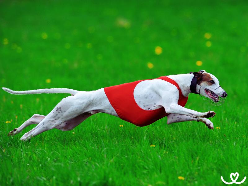 Coursing: Jak probíhají tréninky a zkoušky