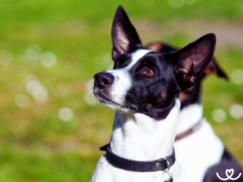 Dánsko-švédský farmářský pes je chytrý a energický