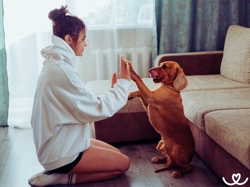 Dog dancing: Jak trénovat pro zábavu či na zkoušky