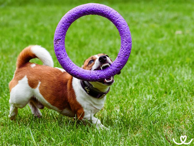 Dog puller: Jak se psem trénovat a soutěžit