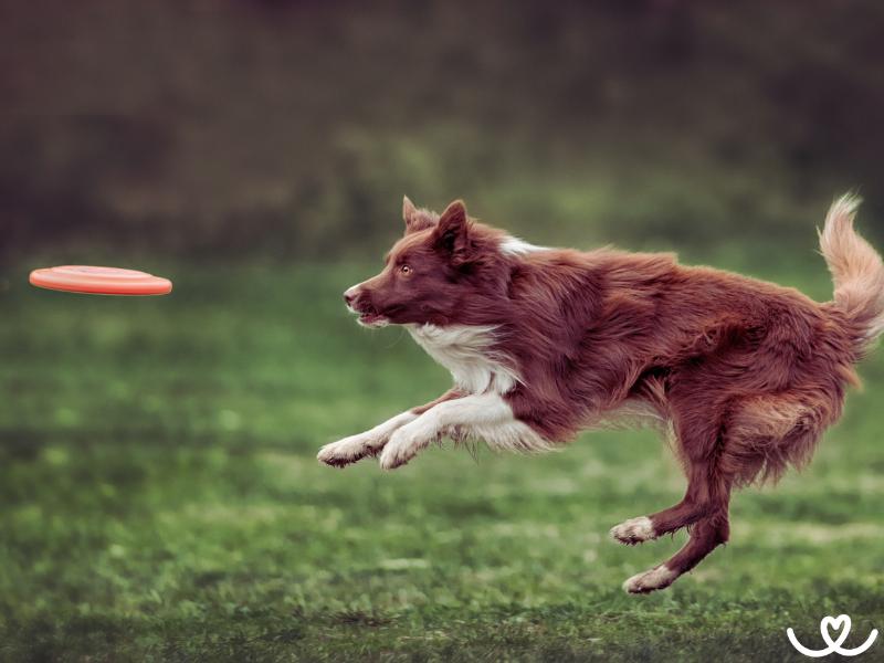Dogfrisbee: Jak na tréninky a kdy vyrazit na závody