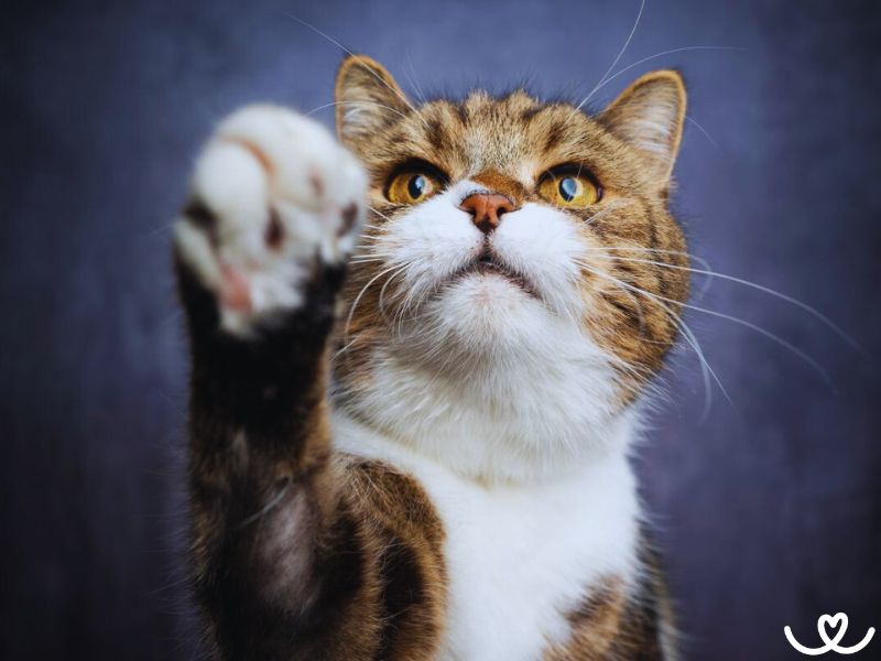 3 domácí pamlsky bez lepku, které si kočka zamiluje