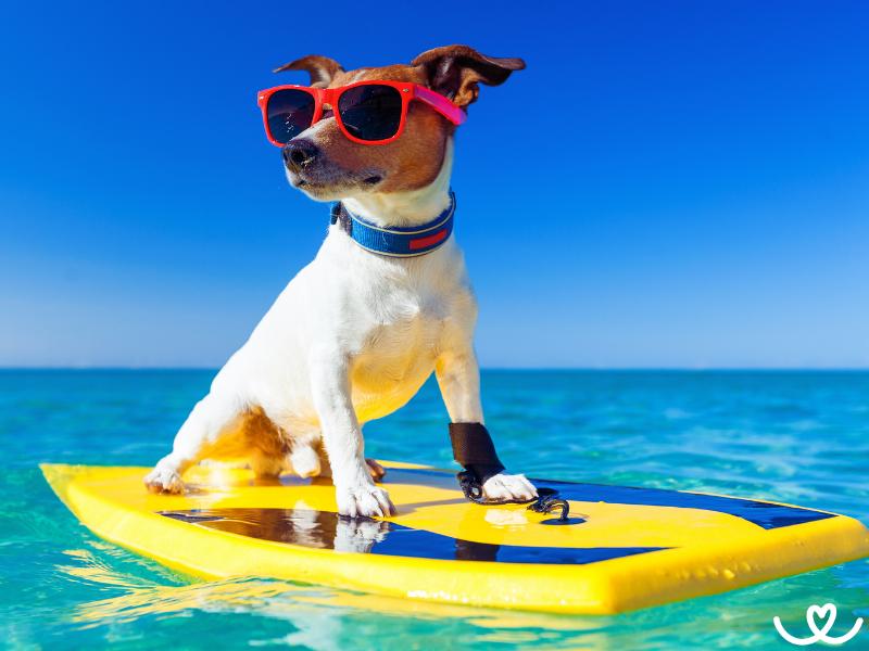 Jak na dovolenou se psem bez starostí