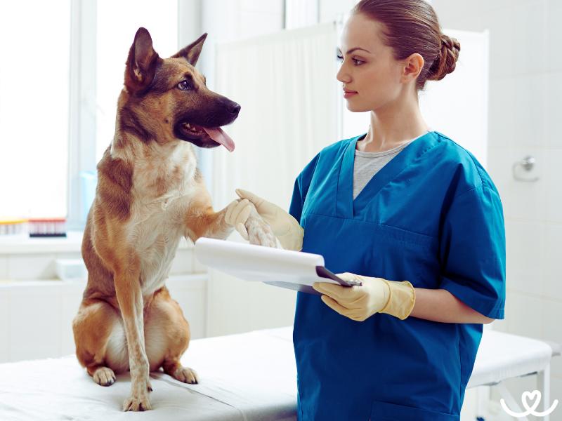 Genetika u psa: Proč se o ni zajímat?