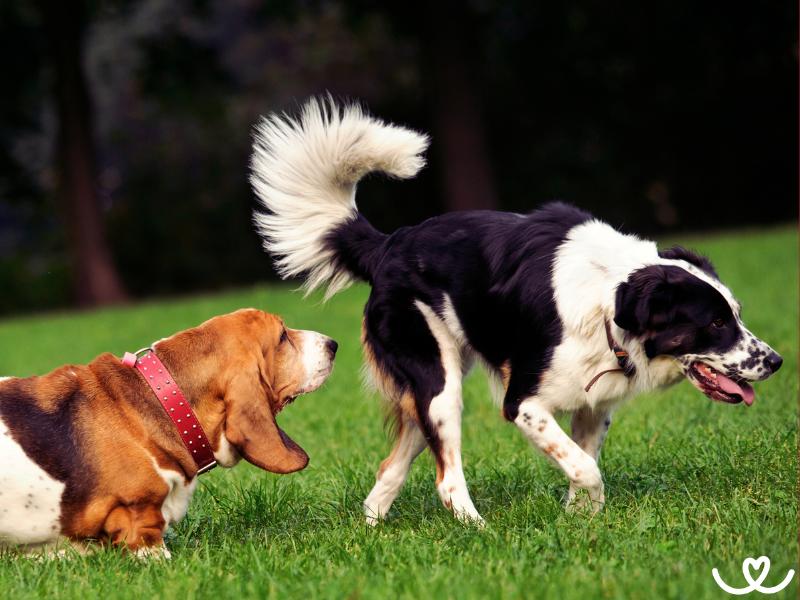 Hárání u feny: Co je třeba vědět a hlídat