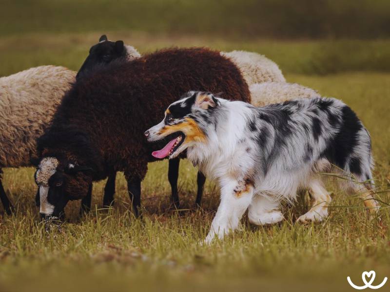 Nejlepší ovčácká, pastevecká a honácká psí plemena
