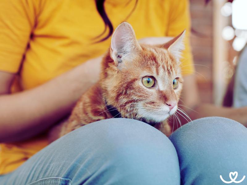 Hry, které vás naučí rozumět vaší kočce