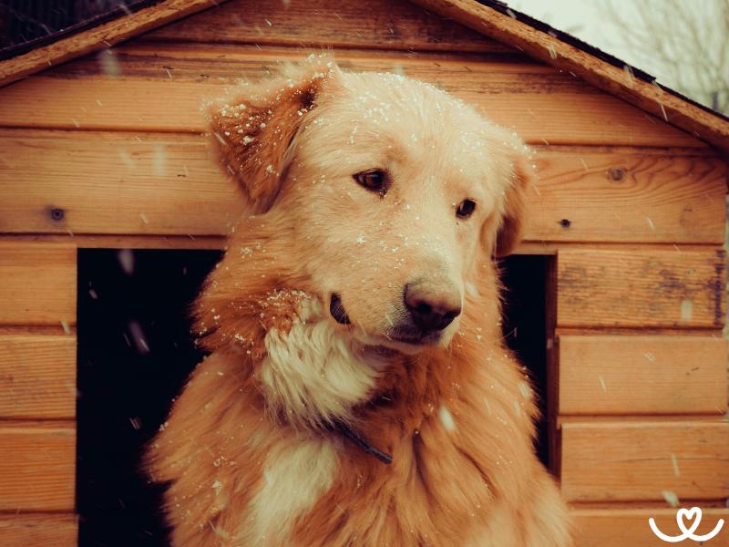 Chov psa venku: Jak ho připravit na život na zahradě?
