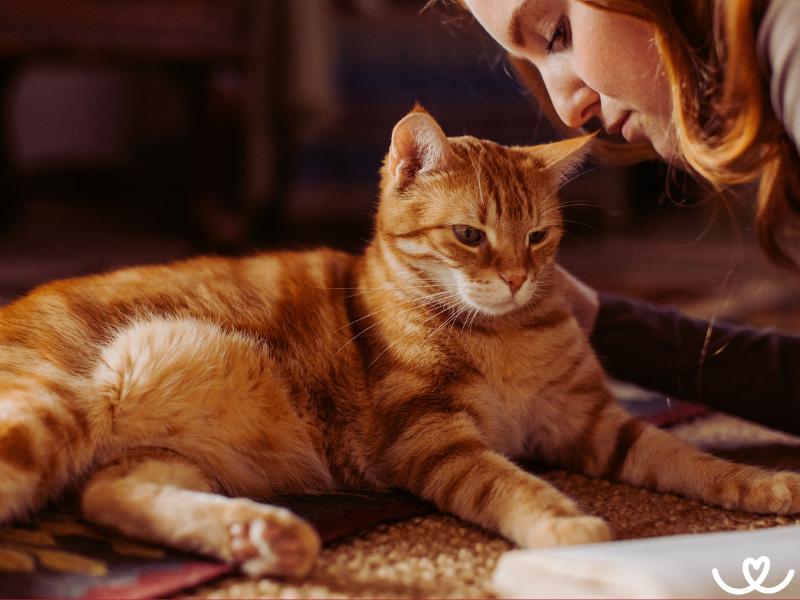 Jak kočka prospívá vašemu zdraví