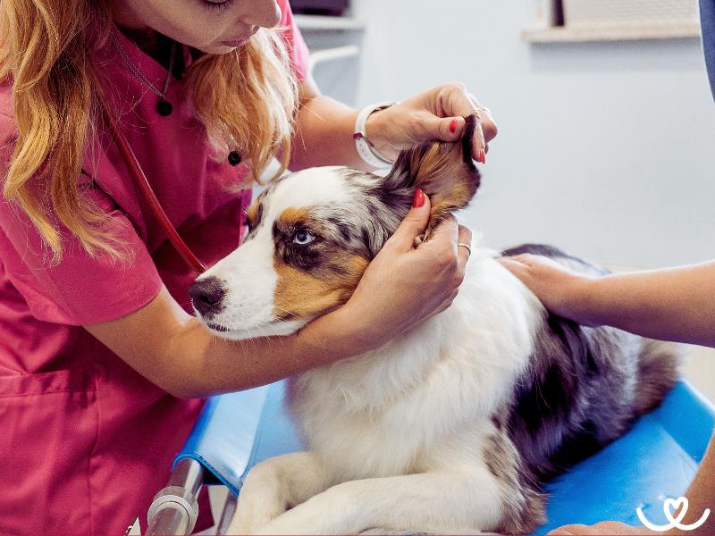 Jak najít a odstranit osinu u psa