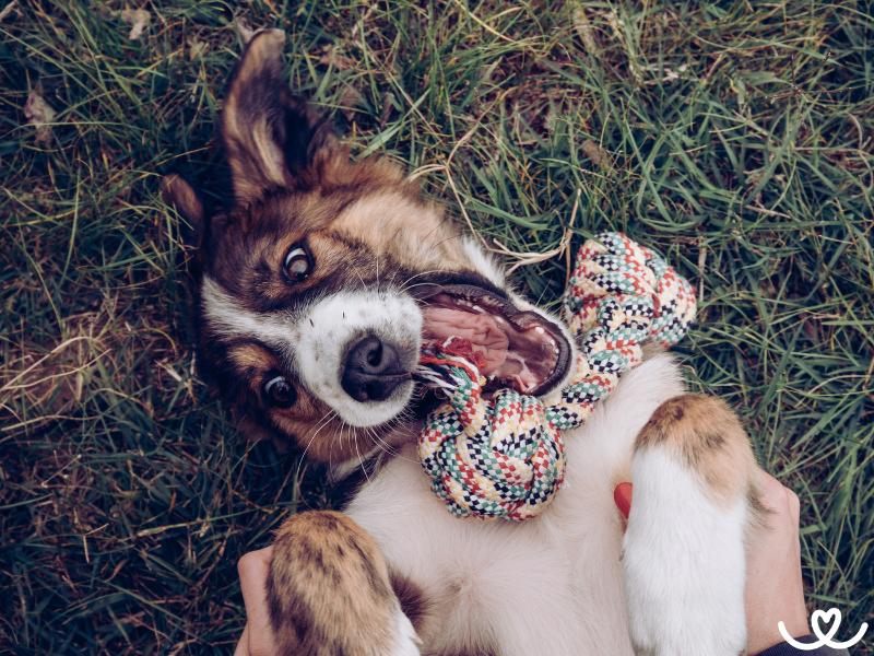 Jak přežít pubertu u psa