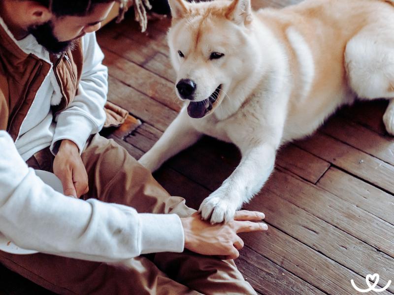 Jak na slovní povely u psa