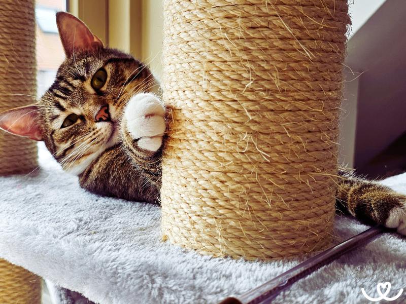 Jak naučit kočku na škrabadlo