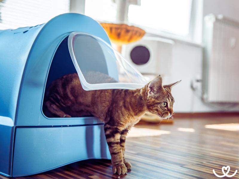 Jak naučit kočku chodit na záchod