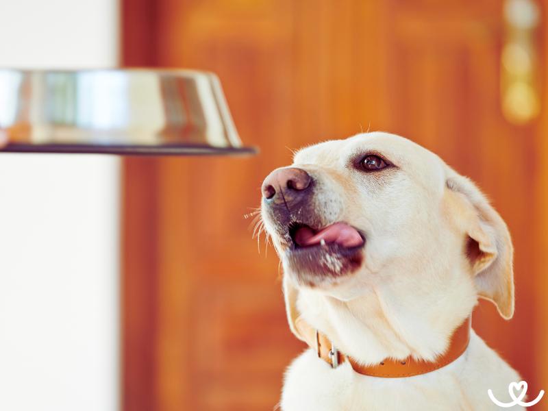 Jak naučit psa, aby si vzal jídlo na povel