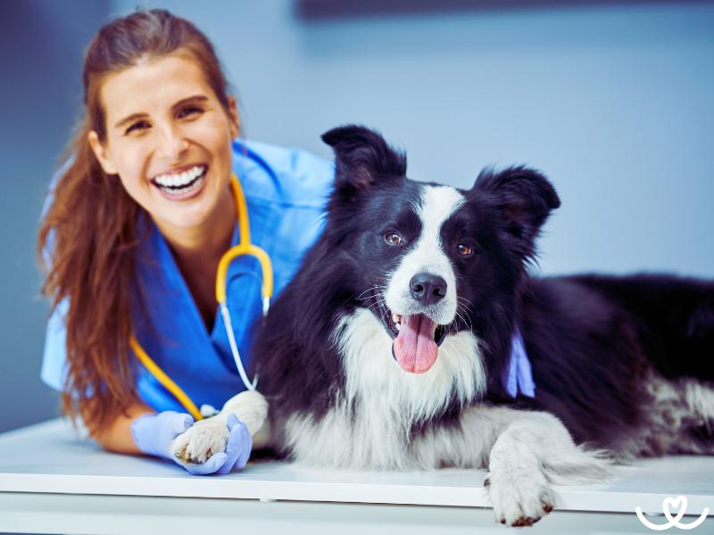 Jak naučit psa chodit k veterináři